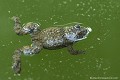 <br><br>Autre nom français : Sonneur à pieds épais
<br>Nom anglais : Yellow-bellied toad
<br><br>Le sonneur est un petit crapaud aquatique ne mesurant pas plus de 5 cm de long pour un poids de 8 à 12 g.  On le reconnait facilement à sa face ventrale, jaune tachée de noire, très vive. Chaque individu possède ses propres taches, celles-ci étant une véritable carte d’identité. Son dos, marron grisâtre et terne, recouvert de verrues rehaussées de petits points noirs lui assure un camouflage "du haut".
<br>Très bon nageur, il aime faire de la brasse avec les pattes arrières. Il se laisse souvent flotter à la surface de l'eau, jambes écartées. Lorsqu'il se sent en danger, il s'enlise rapidement sous l'eau. 
<br><br>Photo réalisée en France, dans l'Allier (Auvergne)
<br><br>
 Crapaud
Sonneur à ventre jaune
Bombina variegata 
Yellow-bellied toad
Allier
Auvergne
petit
verrues
eau
cœurs 